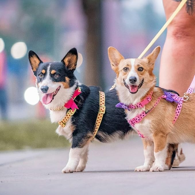 Blueberry Pet H-Shape Dog Harness Heart Flocking Valentine’s Day Adjustable Harnesses with Velvety Bowtie