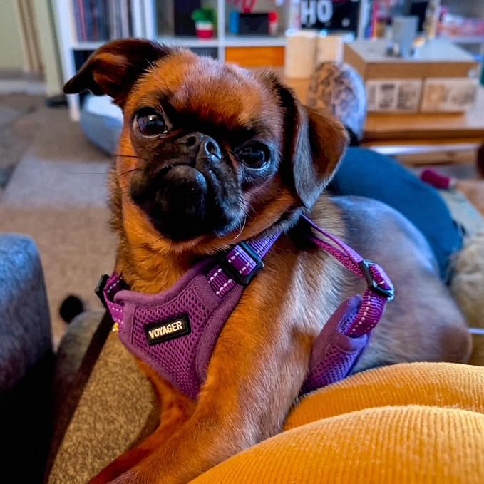 Best Pet Supplies Voyager Adjustable Step-in Flex Breathable Mesh Dog Harness for Small Medium Large Dogs Leash Set (Purple), XS
