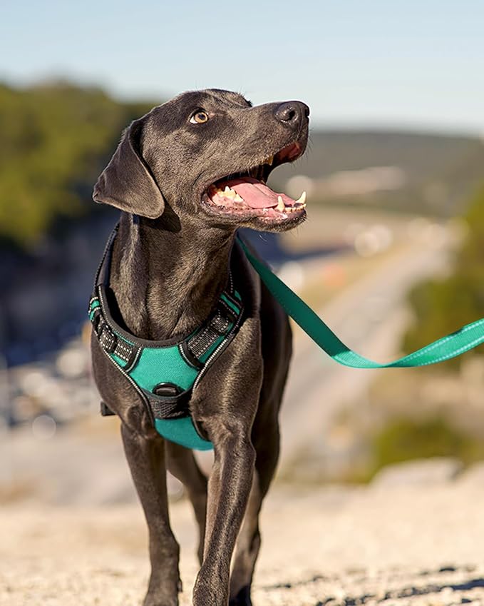 Joytale No Pull Dog Harness Medium Sized Dog, Front Clip, Teal | Grab Handle for Instant Control, Padded & Adjustable Vest, Sturdy Metal D-Rings, for Safe Training & Daily Walking
