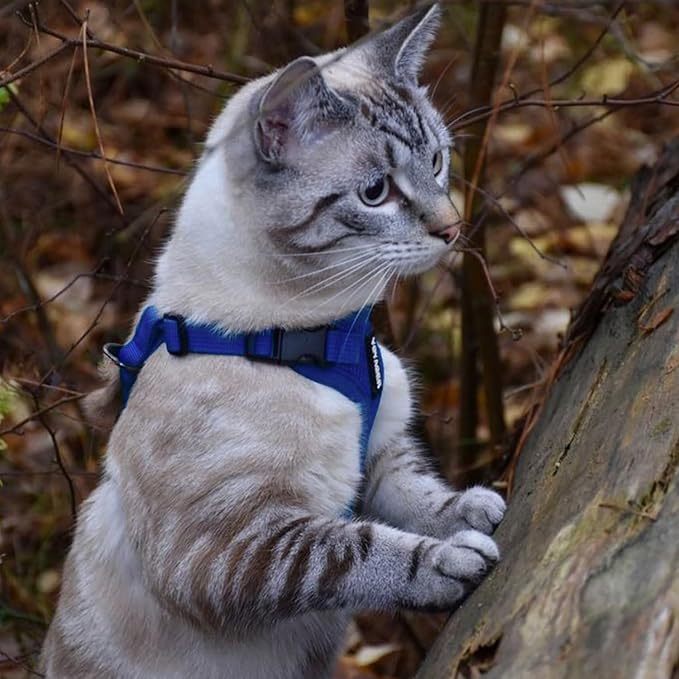 Voyager Escape-Proof Step-in Lock Cat Harness & 5ft Neoprene-Handle Leash Set All-Weather Mesh with Reflective Stitching for Small to Large Cats by Best Pet Supplies, Royal Blue, XXS