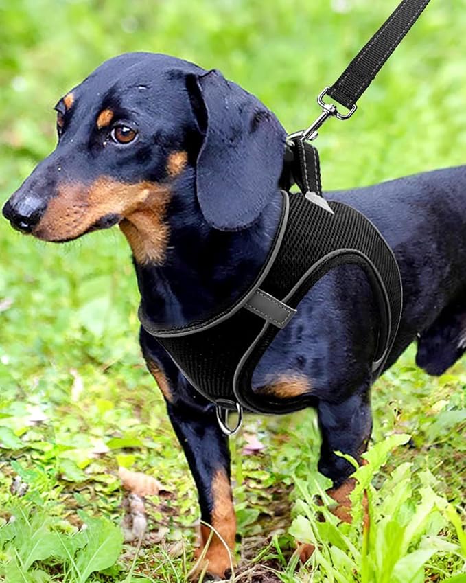 Joytale Step-in Dog Harness, Soft Breathable Mesh, Black M | Adjustable Fit for Small Dogs, Easy Step-in with Secure Fastener, Even Chest Pressure, Reflective For Night Safety, Washable