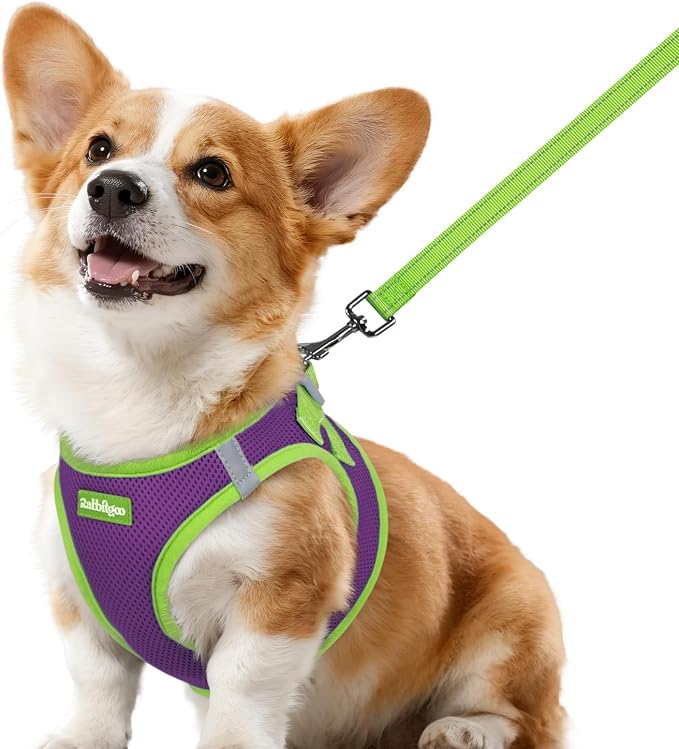 rabbitgoo Dog Harness Small Sized and Leash Set, Step in Soft Vest | Breathable Mesh, Easy Wear with Hook & Loop, Light and Reflective for Walking, Multi-colored, Purple & Green, L