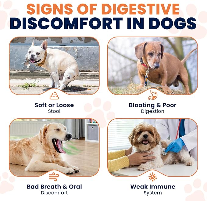 Probiotics for Dogs Daily Gut Support Dog Probiotics 3 in 1 Chews to Promote Digestive Immune and Skin Health Dog Probiotic for Gut Comfort Dog Probiotics for Digestive Health 180 Ct