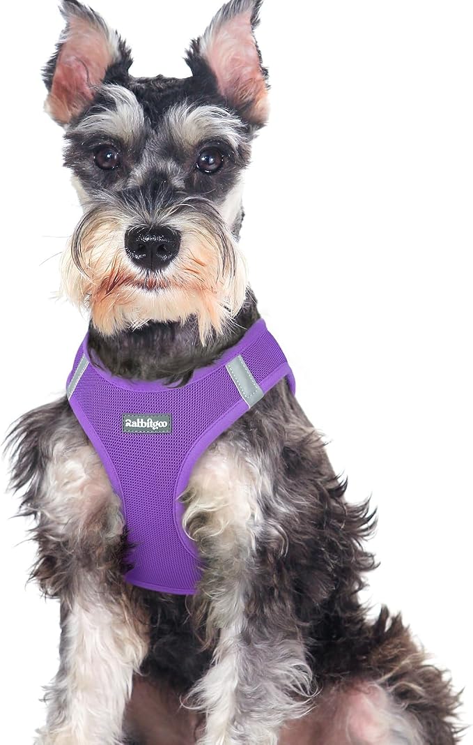rabbitgoo Step-in Small Dog Harness, Puppy Vest for Medium Sized Pet | Easy Put on and off, Lightweight, Soft, Breathable Quick-Dry Air Mesh for Comfortable Secure Walking, Purple XXL