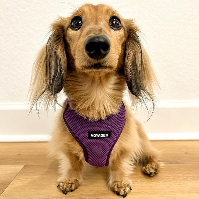 Air Frontier Mesh Dog Harness with Steel Leash D-Ring, Reflective Stitching, and Lightweight Breathable No-Pull Design, Adjustable Neck and Chest Straps for Small to Large Breeds - PPW, XS