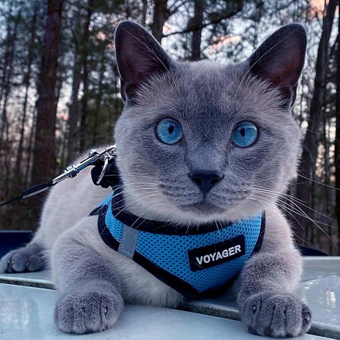 Voyager Step-in Air Dog Vest Harness - Baby Blue/Black Trim, Small | 14.5-16" in Chest, Reflective Bands, All Weather Breathable Air Mesh, Cats Compatible, Lightweight, Fast Drying