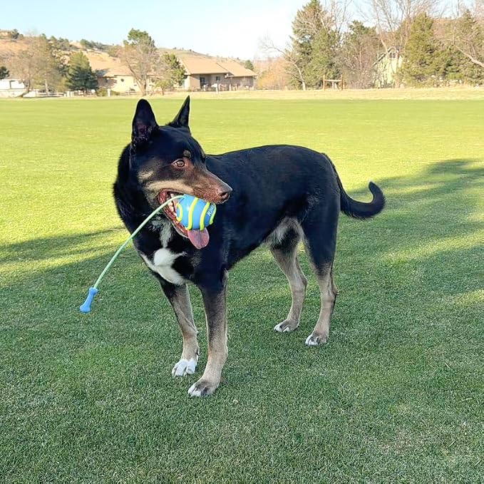 KONG Bunji High-Viz Brightly Colored Glow in The Dark High Visibility Fetch and Retrieve Durable Bouncy Ball Assorted (Large)