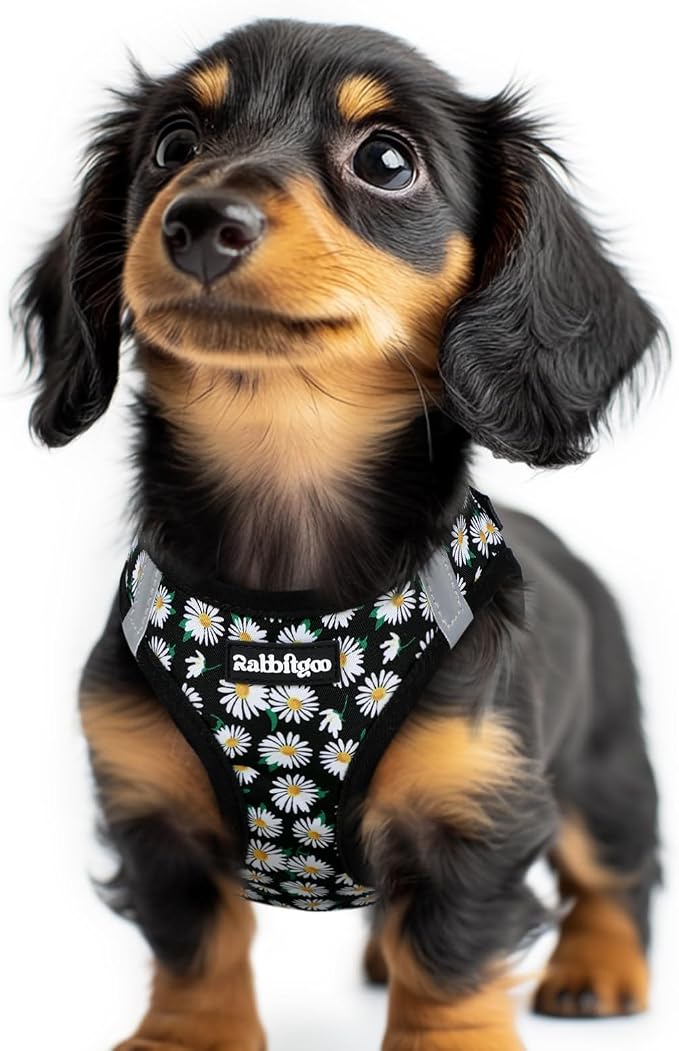 rabbitgoo Step-in Small Dog Harness, Puppy Vest for Small Sized Pet | Easy Put on and off, Lightweight, Soft, Breathable Quick-Dry Air Mesh for Comfortable Secure Walking, Midnight Daisy XXS