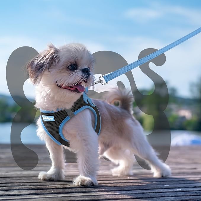 rabbitgoo Dog Harness Small Sized and Leash Set, Step in Soft Vest | Breathable Mesh, Easy Wear with Hook & Loop, Light and Reflective for Walking, Multi-colored, Black & Blue, S