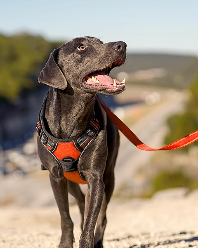 Joytale No Pull Dog Harness Medium Sized Dog, Front Clip, Orange | Grab Handle for Instant Control, Padded & Adjustable Vest, Sturdy Metal D-Rings, for Safe Training & Daily Walking