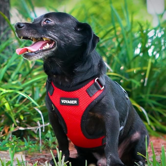 Voyager Step-in Lock Dog Harness - Red/Black Trim, X-Large | 23 - 28" in Chest, Adjustable, Breathable Air Mesh, Lightweight for Daily Walks, Strong Clips, Heavy Duty D-Ring