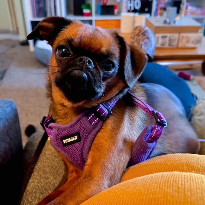 Voyager Step-in Flex Adjustable Dog Harness - Purple, Large | 20 - 25" in Chest, Fully Adjustable, Reflective Bands, All Weather Breathable Air Mesh, Lightweight, Fast Drying