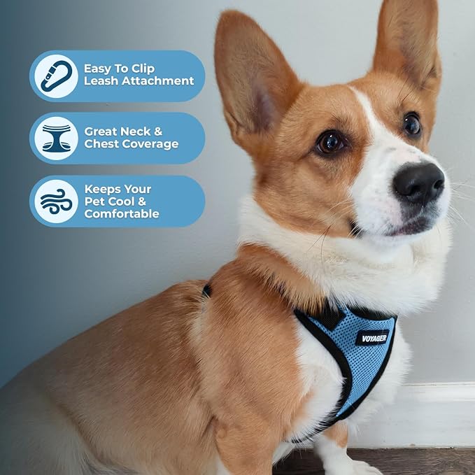 Voyager Step-in Lock Dog Harness - Baby Blue/Black Trim, Small | 15 - 18" in Chest, Adjustable, Breathable Air Mesh, Lightweight for Daily Walks, Strong Clips, Heavy Duty D-Ring