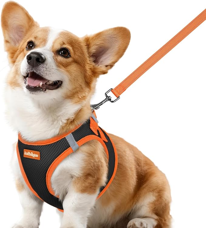 rabbitgoo Dog Harness Small Sized and Leash Set, Step in Soft Vest | Breathable Mesh, Easy Wear with Hook & Loop, Light and Reflective for Walking, Multi-colored, Black & Orange, L