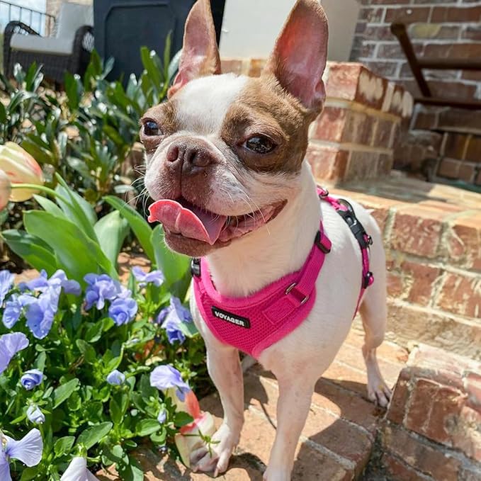 Voyager Step-in Lock Dog Harness - Fuchsia, X-Small | 13 - 16" in Chest, Adjustable, Breathable Air Mesh, Lightweight for Daily Walks, Strong Clips, Heavy Duty D-Ring