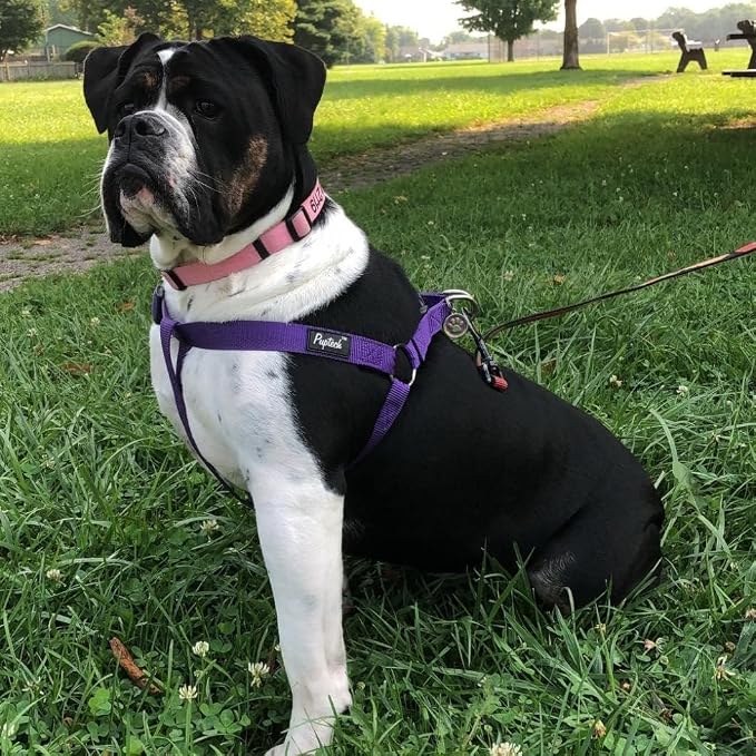 PUPTECK No Pull Dog Harness Large Sized Step-in Adjustable Puppy Vest | Soft Webbing Basic Halter with ID Tag for Outdoor Walking