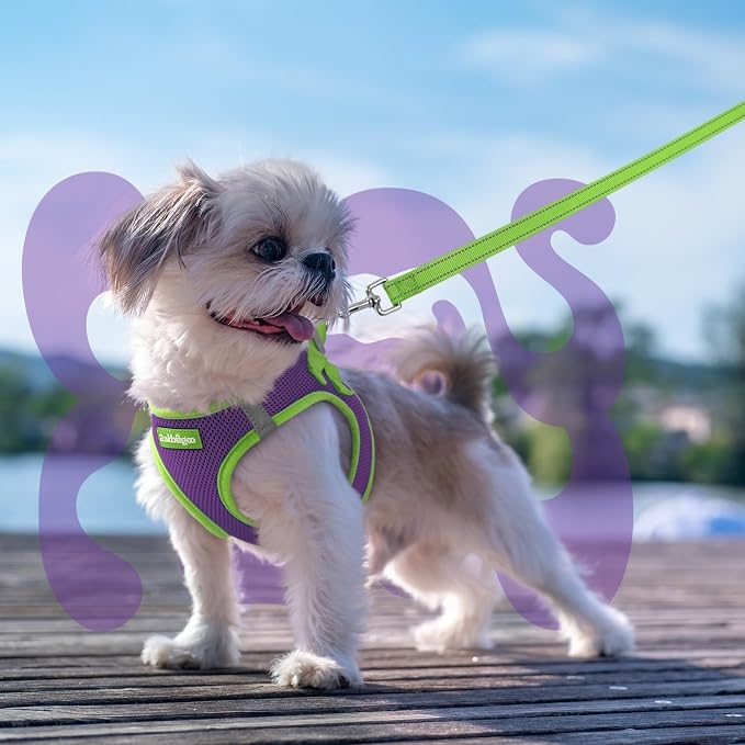 rabbitgoo Dog Harness Small Sized and Leash Set, Step in Soft Vest | Breathable Mesh, Easy Wear with Hook & Loop, Light and Reflective for Walking, Multi-colored, Purple & Green, S