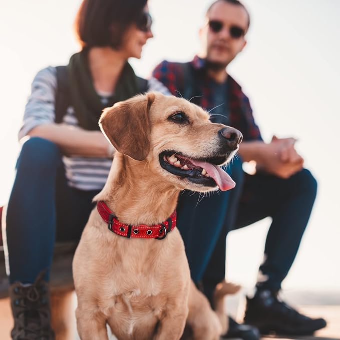 Fida Padded Dog Collar for Small Dogs with Metal Belt Buckle, Red | Soft Neoprene Padded for Extra Comfort, Durable Nylon Webbing, Adjustable Fit, Reflective Stitching for Night Safety