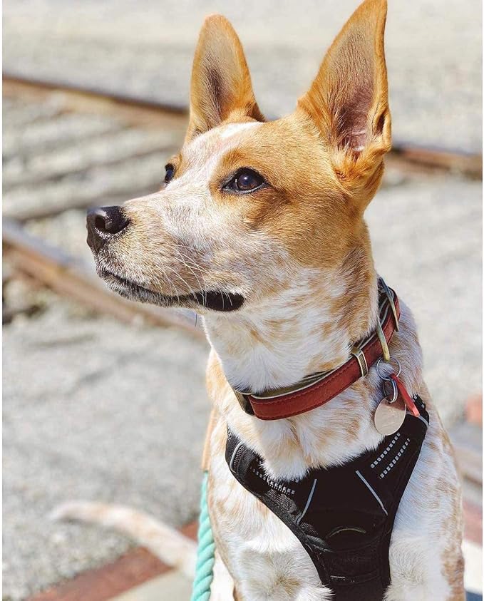rabbitgoo Dog Harness, No Pull Medium Sized with 2 Leash Clips, Pet Vest | No Choke with Handle, Adjustable Soft Padded, Reflective, Easy Control for Walking, Black, Medium