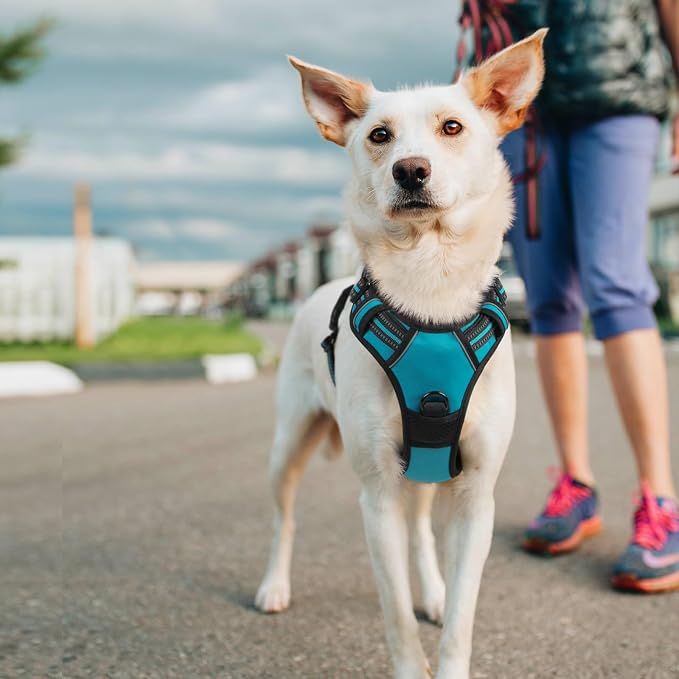 rabbitgoo Dog Harness No Pull with 2 Leash Clips, Adjustable Soft Padded, Reflective Oxford No Choke Pet Vest with Easy Control Handle for Large Dogs, Teal, L | No Choke with Handle, Adjustable Soft Padded, Reflective, Easy Control for Walking, Teal, L...