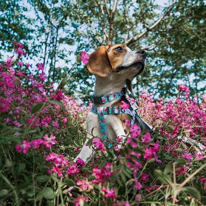 Blueberry Pet Essentials Spring Scent Inspired Garden Floral Dog Leash in Pastel Blue, 5 ft x 3/4", Medium, Leashes for Dogs