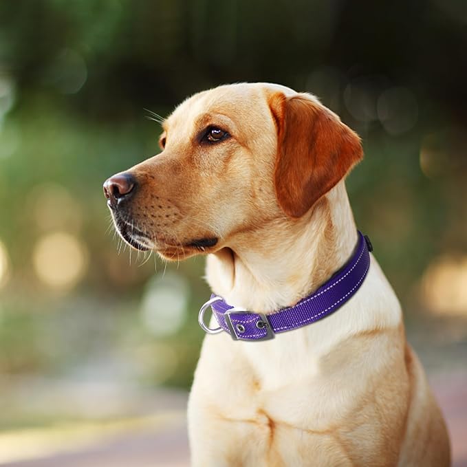 Fida Heavy Duty Dog Collar for Large Dogs with Metal Belt Buckle, Purple | Soft Neoprene Padded for Extra Comfort, Thicker Nylon Webbing, Adjustable Fit, Reflective Stitching for Night Safety
