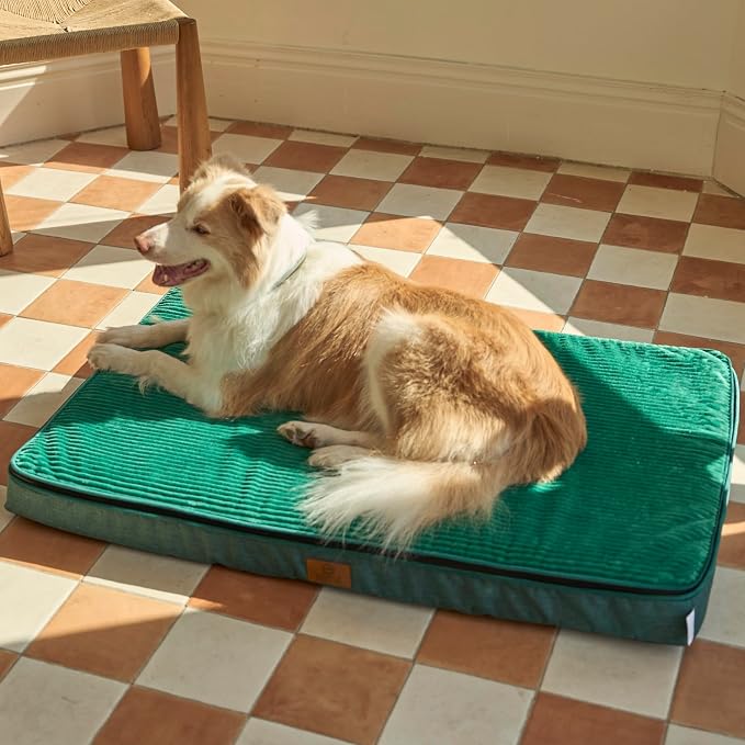 LIORCE Orthopedic Memory Foam XL Dog Bed - 4in Thick, Green