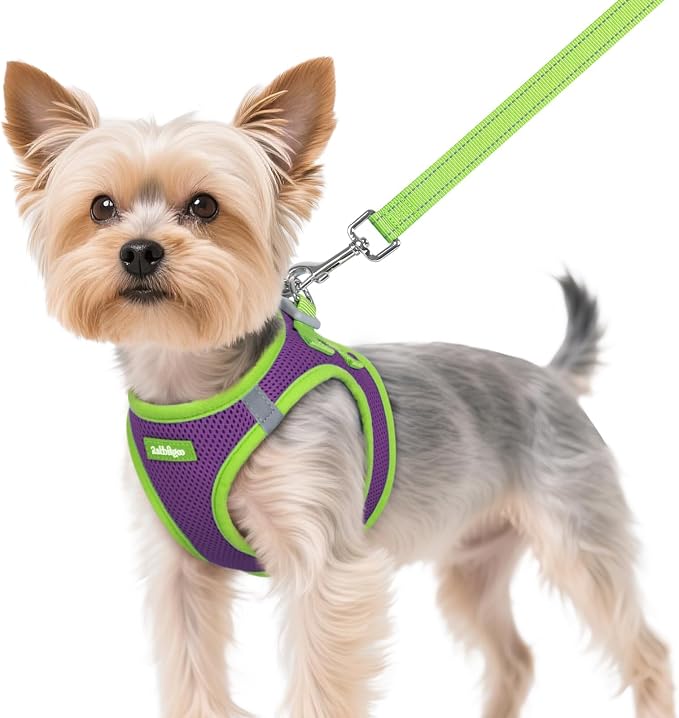 rabbitgoo Dog Harness Small Sized and Leash Set, Step in Soft Vest | Breathable Mesh, Easy Wear with Hook & Loop, Light and Reflective for Walking, Multi-colored, Purple & Green, XS