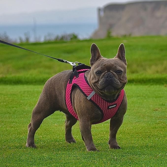 Best Pet Supplies Voyager Step-in Air All Weather Mesh Harness and Reflective Dog 5 ft Leash Combo with Neoprene Handle, for Small, Medium and Large Breed Puppies - Fuchsia (2-Tone), XL
