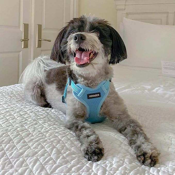 Voyager Step-in Flex Adjustable Dog Harness - Baby Blue, Large | 20 - 25" in Chest, Fully Adjustable, Reflective Bands, All Weather Breathable Air Mesh, Lightweight, Fast Drying