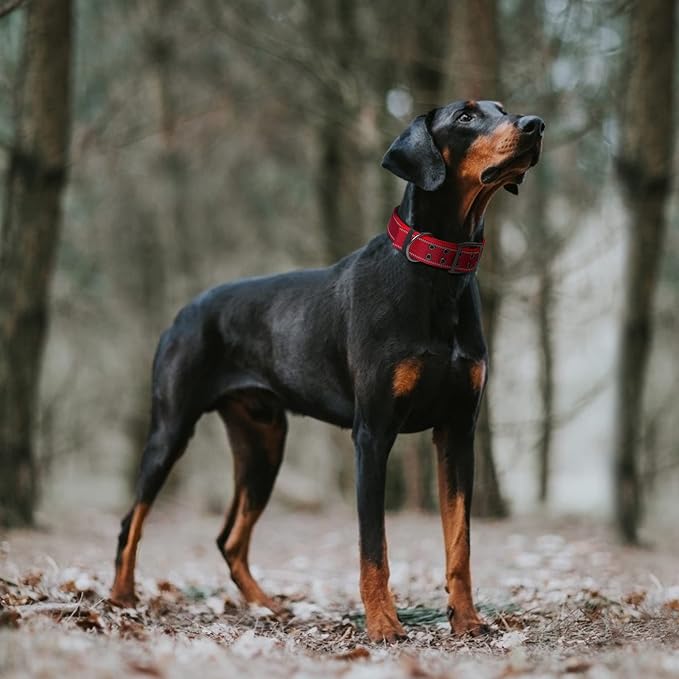 Fida Heavy Duty Dog Collar for Large Dogs with Metal Belt Buckle, Red | 1.5" Width, Soft Neoprene Padded, Thicker Nylon Webbing, Adjustable Fit, Reflective Stitching for Night Safety
