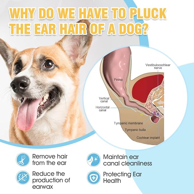 Dog Ear Powder for Hair Removal Kit, 42g, with Curved Grooming Tweezers