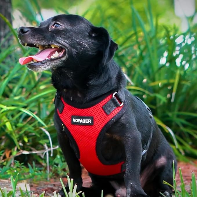 Best Pet Supplies Voyager Step-in Lock Pet Harness w Reflective Pet Leash Combo Set with Neoprene Handle 5ft - Supports Small, Medium and Large Breed Puppies/Cats - Red/Black Trim Set, S