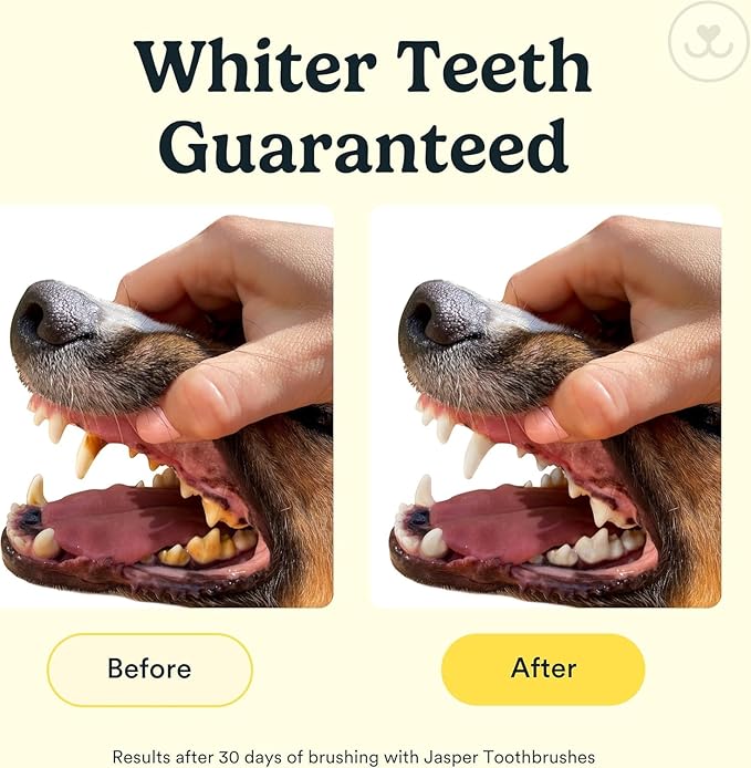 Jasper Dog Toothbrush, 360 Degree Dog Tooth Brushing Kit, Cat Toothbrush, Canine Dental Care & Teeth Cleaning Kit, Pet Finger Tooth Brush, Use with Pet Toothpaste, 2-Pack Clear