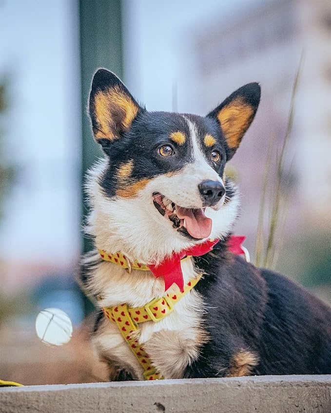 Blueberry Pet H-Shape Dog Harness Heart Flocking Valentine’s Day Adjustable Harnesses with Velvety Bowtie