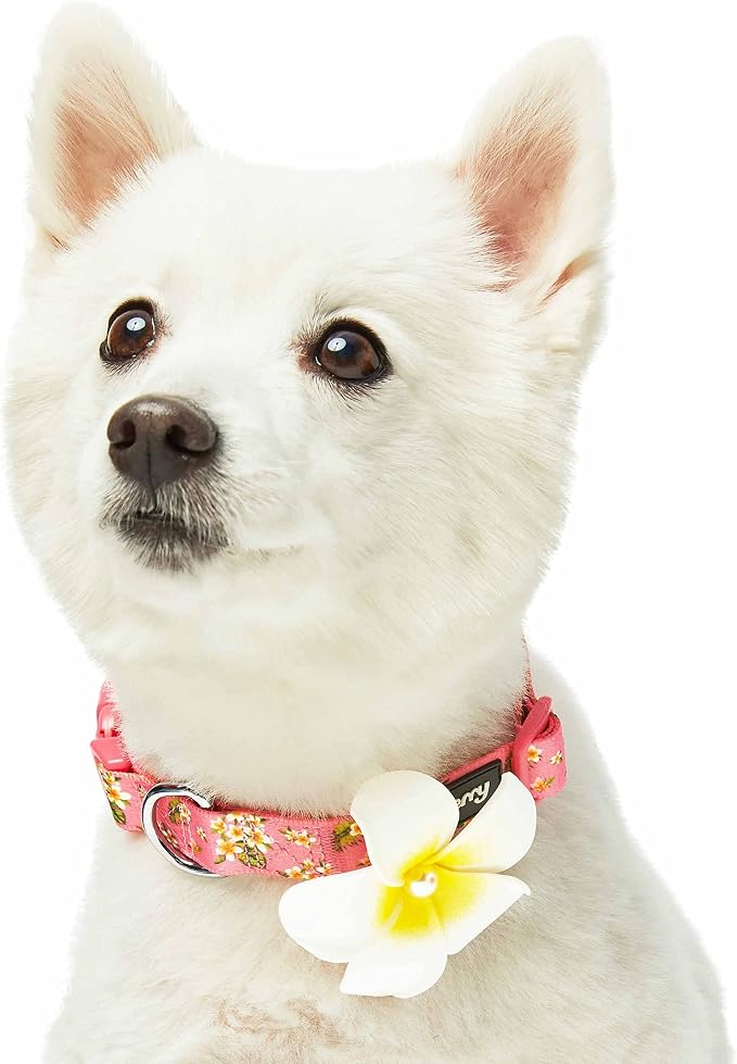 Blueberry Pet Dog Collar, Adjustable Large 18"-26", Summer Sparkle Pink, Girl Dog Collar with Plumeria Flower, Dog Collars for Small Dogs, Puppy Collar & Leash Set