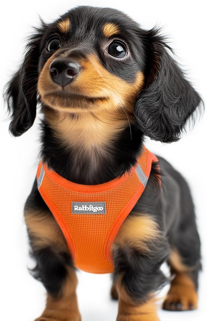 rabbitgoo Step-in Small Dog Harness, Puppy Vest for Small Sized Pet | Easy Put on and off, Lightweight, Soft, Breathable Quick-Dry Air Mesh for Comfortable Secure Walking, Orange XXS