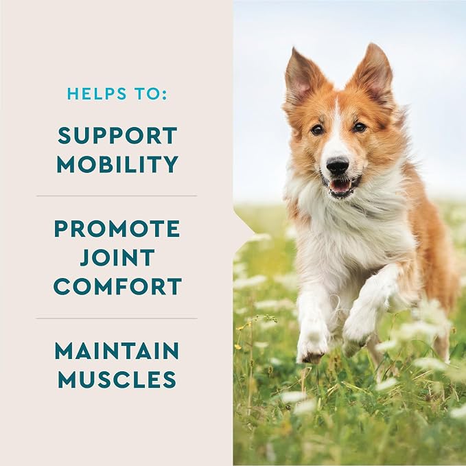 VetIQ Max Strength Hip & Joint Chews for Dogs, 90ct | Extra-strength joint support for senior & large breeds; glucosamine, MSM & krill oil; chicken flavor; daily chew