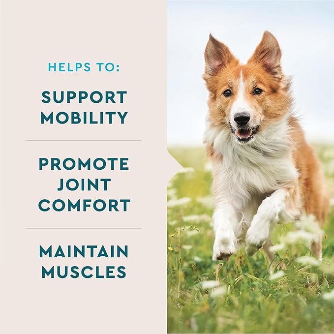 VetIQ Advanced Hip & Joint Chews, 60 Ct Chicken Flavor, Glucosamine for Dogs, Hip and Joint Supplement with Omega 3, Chondroitin, MSM, Green Lipped Mussel, Increases Mobility, Maintains Muscles | Increases mobility & maintains muscle; glucosamine, chon...