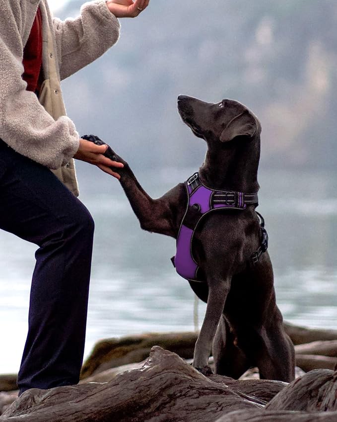 6FT Double Handle Dog Leash for Training and Dog Harness (Chest: 14-28"), Reflective Leashes for Medium Dogs and Adjustable Soft No Pull Harness (Purple,M)