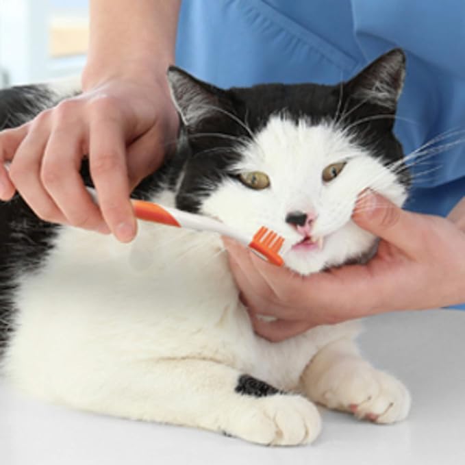 Nylabone Advanced Oral Care Cat Dental Kit Original (3 Count)
