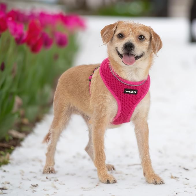 Best Pet Supplies Voyager Aerolite Over the Head Dog Harness, No Pull Breathable Air Mesh Vest, Quick Dry with Reflective Stitching, Adjustable Escape Resistant Harness - Fuchsia, Small