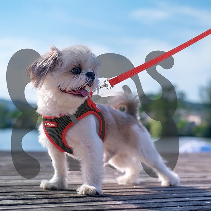 rabbitgoo Dog Harness Small Sized and Leash Set, Step in Soft Vest | Breathable Mesh, Easy Wear with Hook & Loop, Light and Reflective for Walking, Multi-colored, Black & Red, XS