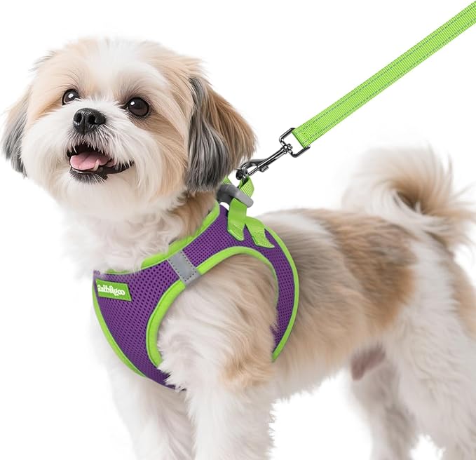 rabbitgoo Dog Harness Small Sized and Leash Set, Step in Soft Vest | Breathable Mesh, Easy Wear with Hook & Loop, Light and Reflective for Walking, Multi-colored, Purple & Green, S