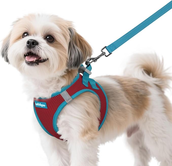 rabbitgoo Dog Harness Small Sized and Leash Set, Step in Soft Vest | Breathable Mesh, Easy Wear with Hook & Loop, Light and Reflective for Walking, Multi-colored, Red & Teal, S
