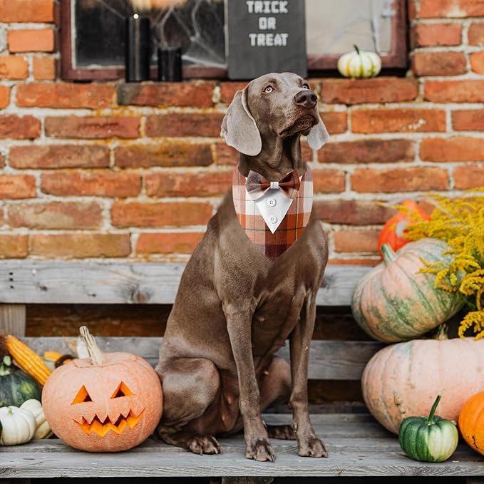 Fall Dog Tuxedo Bandana, Medium, Small, Orange