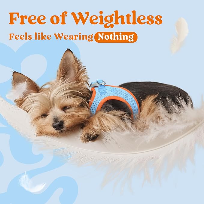 rabbitgoo Step-in Small Dog Harness, Puppy Vest for Medium Sized Pet | Easy Put on and off, Lightweight, Soft, Breathable Quick-Dry Air Mesh for Comfortable Secure Walking, Blue & Orange XXL