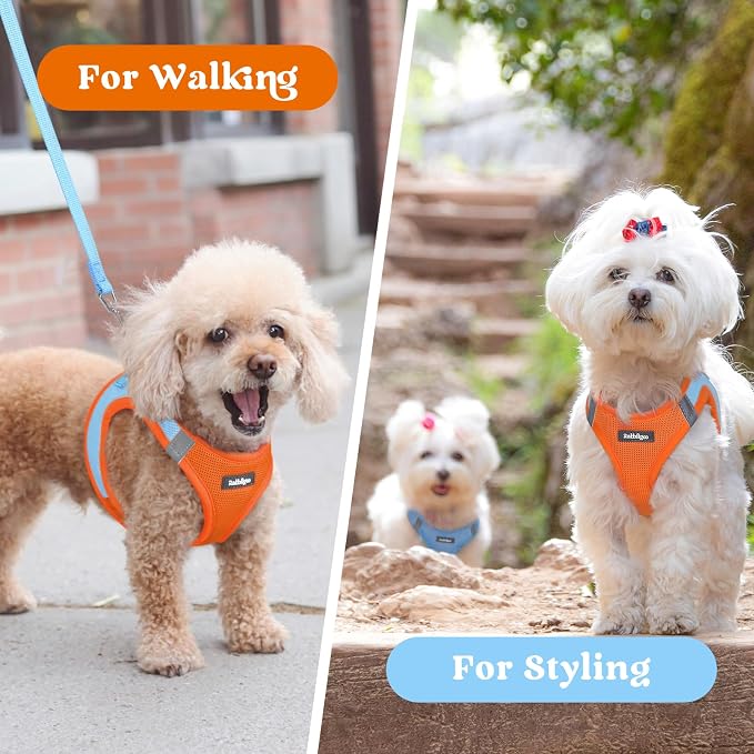 rabbitgoo Step-in Small Dog Harness, Puppy Vest for Medium Sized Pet | Easy Put on and off, Lightweight, Soft, Breathable Quick-Dry Air Mesh for Comfortable Secure Walking, Blue & Orange XXL