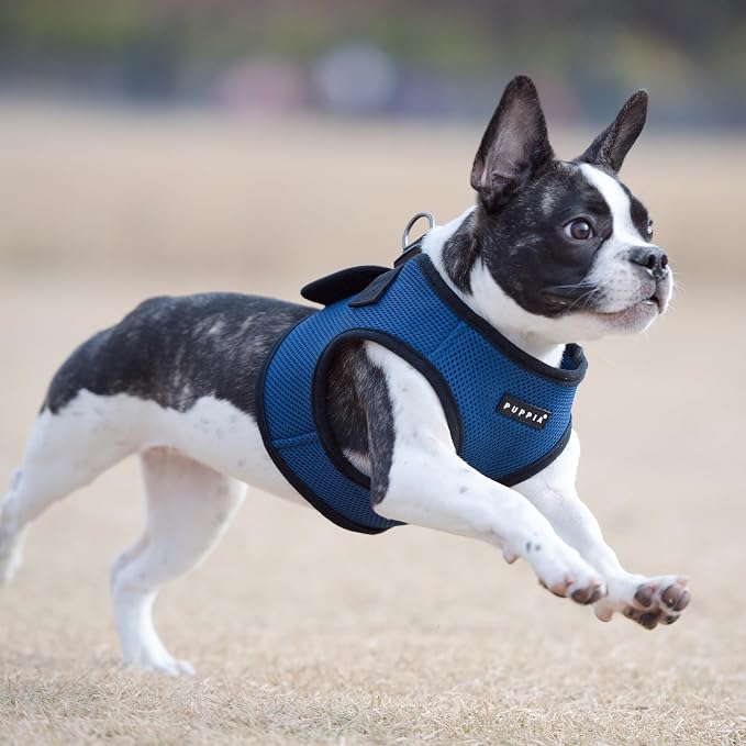 PUPPIA International Puppia Harness Soft B Vest Royal Blue XSmall