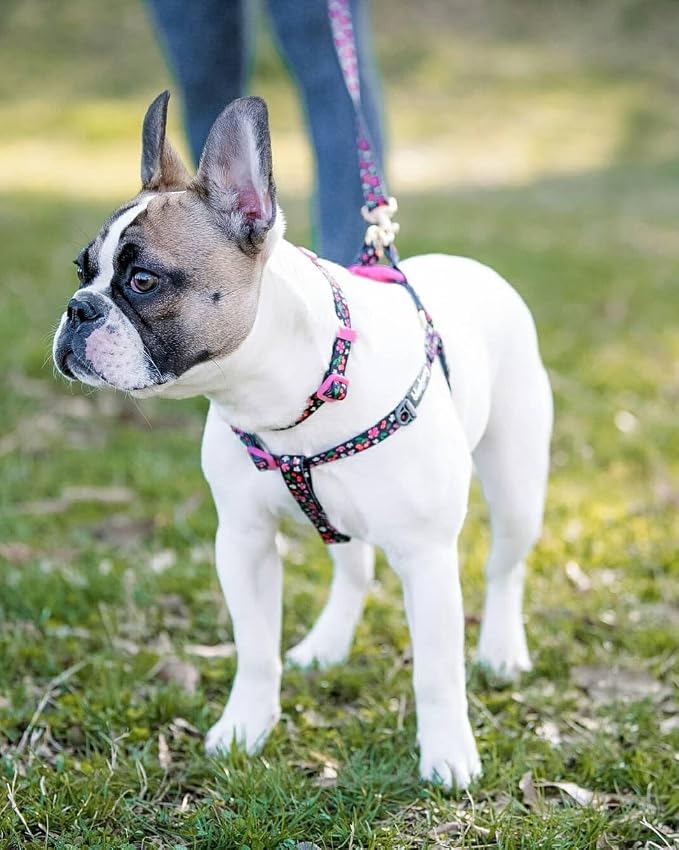 Blueberry Pet 9 Patterns Cherry Garden Black Dog Leash 5 ft x 3/4", Medium, Leashes for Dogs